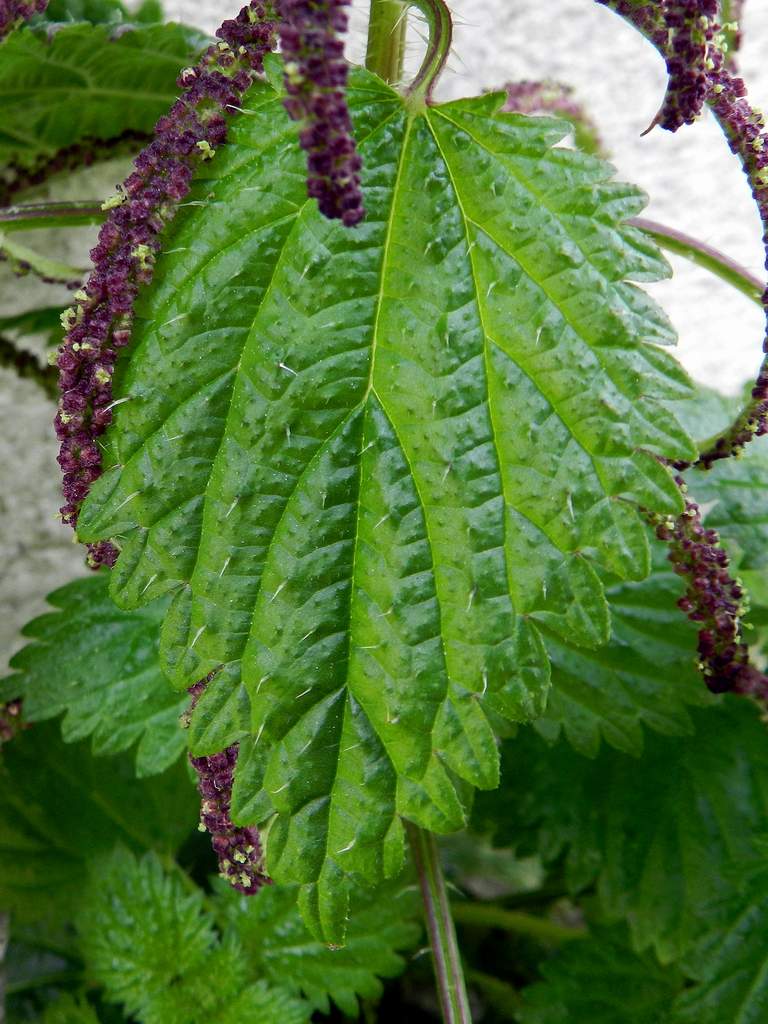 Urtica membranacea